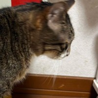 『道路標識』の大きさを伝えようと、愛猫と比較してみた結果…予想外の『シュールな光景』に1万いいね「2トンなのが秀逸ｗｗ」と爆笑の声