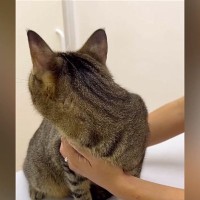 動物病院にやってきた猫→先生が診察室に入ってくると…『可愛すぎる行動』が1093万再生「子どものような怖がり方ｗ」「抱きしめたい」