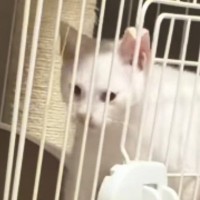 扉は閉まっているのに『ケージの外に出ていた子猫』→なぜだろうと思っていると…衝撃的な瞬間が74万再生「予想を超えてきた」「すごい」