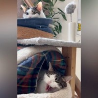 仲良くくつろぐきょうだい猫→1匹が『シャー！』と威嚇した結果…思わず笑う『まさかの展開』が104万再生「合唱だねｗ」「ヘビみたいｗ」