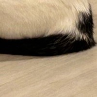 ふと見ると、フードボウルの前で愛猫が…思わず『ごはんをあげたくなる瞬間』に「賢い子ｗ」「背中が物語ってるｗ」「ずっと見ていたい」と反響