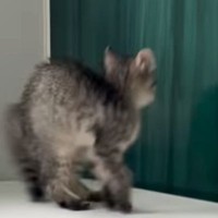 子猫が初めて『お風呂場』に入った結果…まさかの『可愛すぎる展開』が45万再生「兄猫たちがたまらんｗ」「見守り隊が増えて笑った」