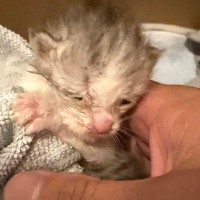 バイクカバーの中にいた『瀕死の赤ちゃん猫』を保護→懸命にお世話を続けた結果…別猫のような『変化』に感動の声「愛の力」「すごい可愛い」