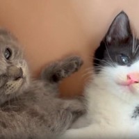 家に来て『1日目の子猫たち』→飼い主が少し近づいてみると…まさかの可愛すぎる行動に「とりあえずやっとく感」「めっちゃシンクロ」と反響