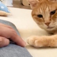 飼い主がそっと手を引っ込めようとしたら…元野良猫がとった『尊すぎる行動』が20万表示「最強に可愛いやり取りｗ」「圧がすごいｗ」