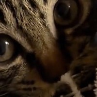 まん丸おめめで飼い主を見つめる子猫…思わずキュンとくる『かわいい仕草』に悶絶の声続出「どうにかなりそう」「あざとい」と12万再生