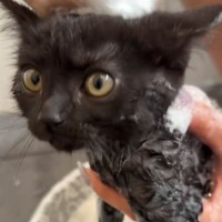 家に来て15日目の子猫→『初めてのシャンプー』に挑戦した結果…微笑ましい光景に「めちゃめちゃいい子」「かわいー」と癒される人が続出