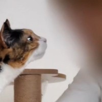 久しぶりに家にやってきた母→猫たちと『再会』した結果…微笑ましい光景に「とても癒された」「みんな可愛い」と笑顔になる人が続出