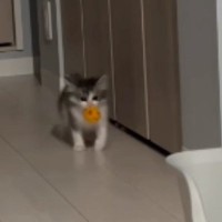ボールを口にくわえて運び始めた子猫→『向かった先』が…涙が出るほど尊い光景が113万再生「可愛くて泣ける」「毛がパヤパヤで愛おしい」