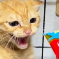 シャー！と威嚇する保護子猫たちに『おやつ』をあげてみると…3940万再生された光景に「もう流れが大好き」「嘘みたいな変貌ぶり」の声