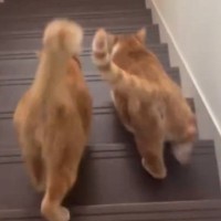 仲良く一緒に階段を下りる2匹の猫→後ろから見ていると…自然と笑みがこぼれる『尊い光景』に「可愛すぎたｗ」「たまらにゃい」の声