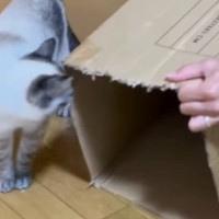 『長いダンボール箱』を使ってパパが猫と遊んでみた結果…微笑ましすぎる光景が113万再生「戻るの早いｗ」「旦那様が一番楽しそうｗ」