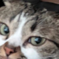 飼い主に頬擦りされた猫→次の瞬間…『予想外の行動』に思わず笑ってしまうと３万いいね「ポジティブに考えようｗ」「大好きなんだよね」