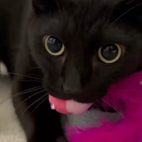 お気に入りの猫じゃらしを口にくわえる黒猫→『鳴き声』を聞くと…乗り物そっくりな音が520万表示「寝起きに爆笑したｗ」「想像以上ｗ」
