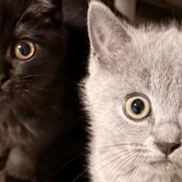 まん丸おめめで見つめてくる『２匹の子猫』→次の瞬間…たまらなく可愛い『表情の変化』に１万いいね「旦那様ニャイス」「たまらんすぎる」