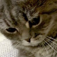 じーっとソファの隙間を見つめる猫→『視線の先』には…まさかの光景が可愛すぎると３万いいね「すごい遊びかたｗ」「なんか生えてきた」