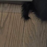 『いなくなった子猫たち』を慌てて探していると…『まさかの場所』に集まっている光景が41万表示「凄いところにｗ」「３匹と思ったらｗ」