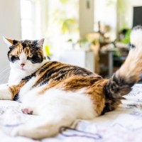 猫が『しっぽを振っている』ときに考えられる心理8つ　振り方別の意味や気持ちを読み取るコツまで