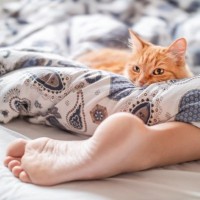猫が『眠っている場所』から信頼度が読み取れる？　5つのケース別の意味や心理を解説