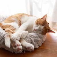 猫の生き方から学ぶ『人生の教訓』5選　見習いたい考え方や心が軽くなるヒント