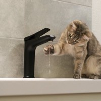 猫が『蛇口の水』に夢中になる理由4選　なぜ流れる水を好むの？お皿では飲まないときの対処法も