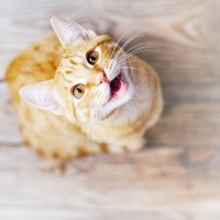 猫があなたを『見つめて鳴いている』ときの理由3選　伝えている気持ちの見分け方や接し方のポイント