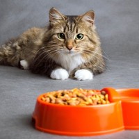 猫が『絶対に譲れない』と思っているこだわり4選　行動の意味や尊重してあげるべき理由も
