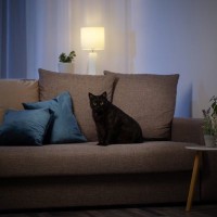 猫を『寝かしつけたい』ときに試せるアイデア4選　夜寝てくれないのはなぜ？心がけたい習慣も