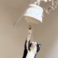 ごはんの器を取ろうと『トースターの上に乗った猫』を見ていると…あまりにも予想外な展開が37万再生「一回見てくるの可愛いｗ」「声出たｗ」