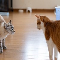 猫の社会には『上下関係』って存在する？立場を示す3つのサインからトラブルの予防策まで