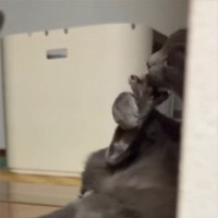毛づくろいに夢中だった猫が、『見られていることに気づいた』瞬間…思わず笑ってしまう光景に「表情がたまらない」「可愛すぎｗ」と反響