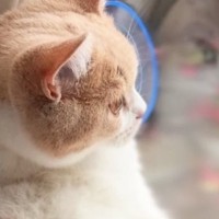 窓辺にいる猫を見ると→あまりの『くつろぎっぷり』に…「確実におっさん入ってるｗ」「なんて無防備なのｗ」思わず笑ってしまう光景が47万再生