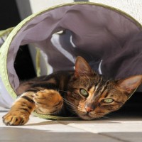 猫が『トンネル』の中に入りたがる理由5選　夢中で遊ぶのはなぜ？安全に使うための注意点まで