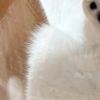 『反則すぎる』キャットタワーの透明ボウルに乗っていた猫→下から覗くと…「かわいいいｗ」「生きててよかった」尊い光景に１万いいね