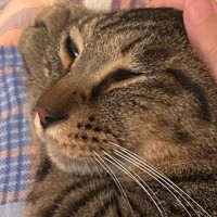 頭を撫でられて気持ちよさそうな表情をする猫→手を離した直後の『まさかの光景』に７万いいね「次の撫で待ちかなｗ」「とても可愛い」