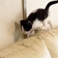 元気いっぱいに遊んでいた子猫→ソファの上で勢いよく走り始めると…ハプニングの瞬間に「元気すぎたｗ」「涼しげな顔ｗ」と笑う人が続出
