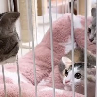 初対面の子猫2匹に"やんのかポーズ"で威嚇された先住猫…素敵すぎる『神対応』に「優しさに感動した」「距離感をわかってるね」の声