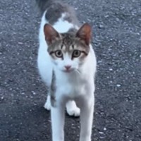 小さくて痩せている野良猫との出会い→『お腹だけが大きい』ことに気付いて…涙あふれるエピソードが47万再生「とても素敵」「感動で泣いた」