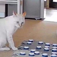 会話ボタンを使って飼い主とコミュニケーションをとる猫→遊びを断られた結果…『愛おしすぎる行動』が117万再生「本当に凄い」「可愛すぎ」
