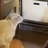 息子のことが大好きな猫→抱っこは全力で拒否するも…『ツンデレすぎる行動』に癒される人が続出「そばには居たいんだｗ」「可愛すぎる」