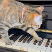 ピアノの鍵盤に乗った猫、ゆっくり歩き始めると…まるで演奏しているかのような光景に３万いいね「恐ろしいことが始まりそう」「プロの演奏家」