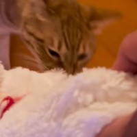 猫のお気に入りのぬいぐるみを持っていくと…『可愛すぎる行動』に笑顔になる人が続出「ほんとに好きなんだね」「人間の赤ちゃんみたい」