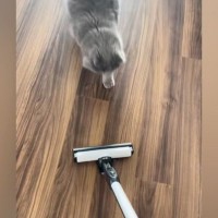 掃除機をかけると近づいてきた猫→ヘッドにぴったりと抱き着いて…笑ってしまう行動が31万再生「モップかなｗ」「ええ～かわいいｗ」