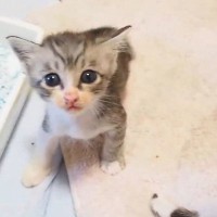 腹ペコの子猫たちが『ミルクの匂い』に気づいた結果…たまらなく可愛い反応に「本当に癒される」「元気いっぱいだねｗ」と11万再生