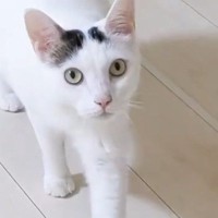 散歩から帰ると、猫がやってきて…あまりにも可愛い『熱烈なお出迎え』が13万再生「おかえりって聞こえるｗ」「最高に癒やされた」