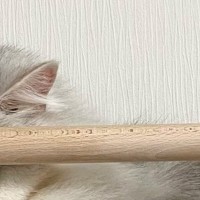 ハンモックの上で気持ちよさそうに眠っていたネコ…思わず笑ってしまう『驚きの寝相』に「芸術点高めｗ」「絶妙なバランスｗ」と反響