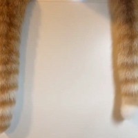 『しっぽの動きにも性格出るよねｗ』→並んで座る2匹の猫…全然違う『しっぽの動き』に「ずっと見ていられる」「かわいいｗ」と4万いいね