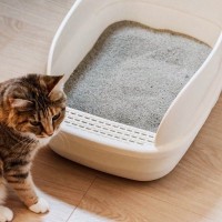 猫にとって厄介な『膀胱炎』の症状4つ　発症しやすい猫の特徴から予防法まで解説