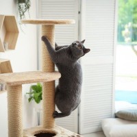 『運動を嫌がる猫』と遊ぶための方法4つ　運動不足によって起こりうるトラブルも解説