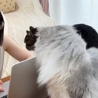 リビングで作業をしていると、猫が集まってきて…可愛すぎる『かまってアピール』に「仕事終了待ちの行列ｗ」「作業できないｗ」と笑う人が続出